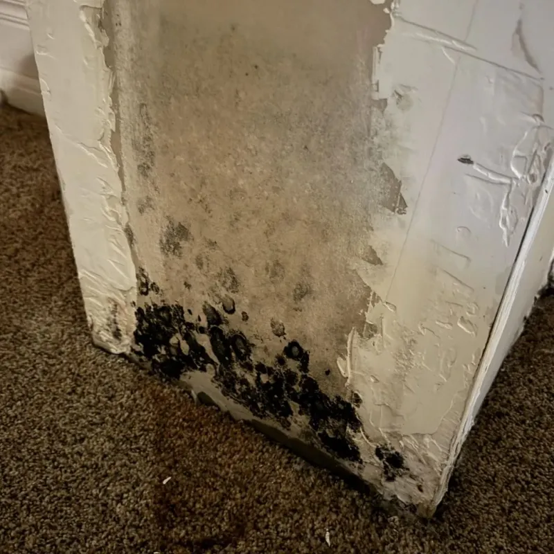 Professional Mold Removal in Gregg County, TX